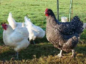 11. Oktober 2026: PraxisSeminar "Einführung in die - ökologische - Hühnerhaltung"