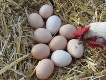 13. Oktober 2024: PraxisSeminar "Einführung in die - ökologische - Hühnerhaltung"