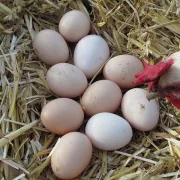 19. April 2026: PraxisSeminar "Einführung in die - ökologische - Hühnerhaltung"