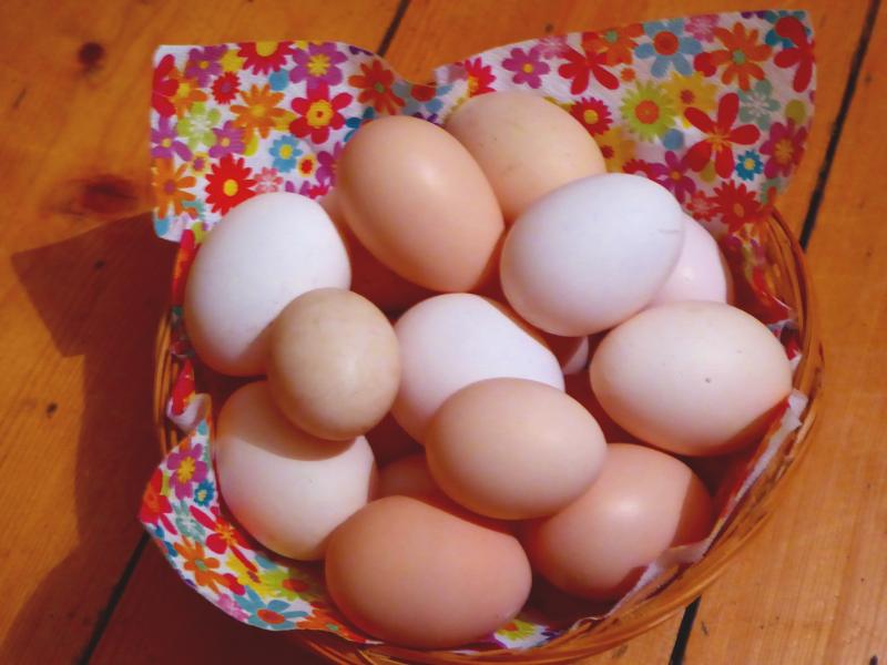 Bio-Eier vom Rassehuhn