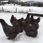 Bio-Eier vom Rassehuhn